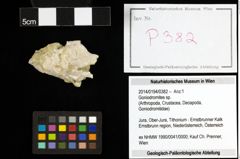 Foto (Objekt + Etiketten) von Goniodromites sp. 